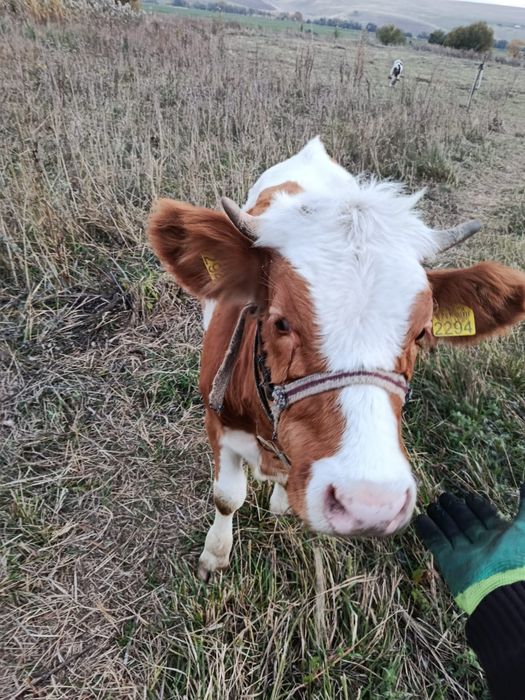 2 vitele si un vitel