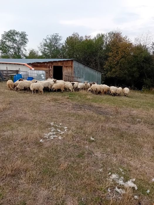 Oi țurcanu de vanzare