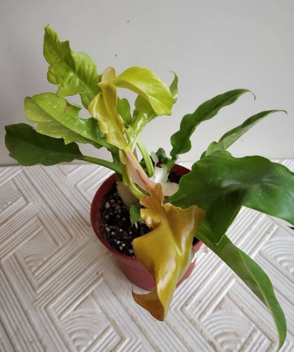 Молодой филодендрон Золотой Крокодил