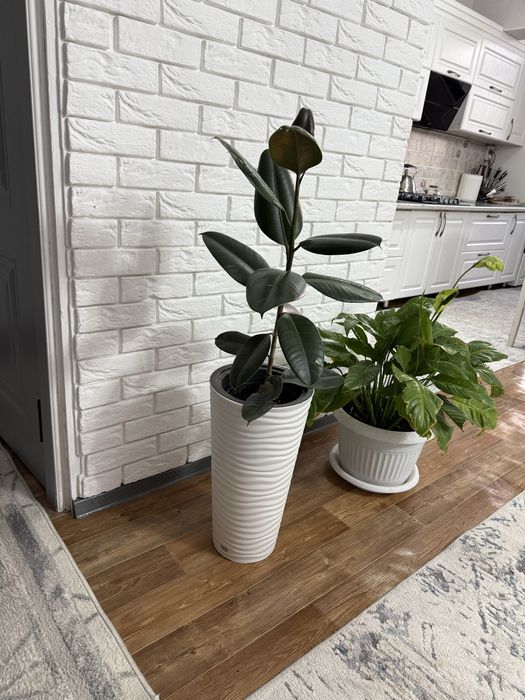 Фикус            ..