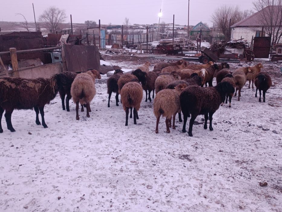 Қой сатылады 20 бас 80 000 саудасы бар еділбай