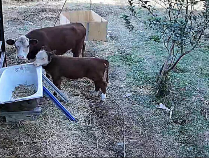 Герефорд герефорд gereford она бола