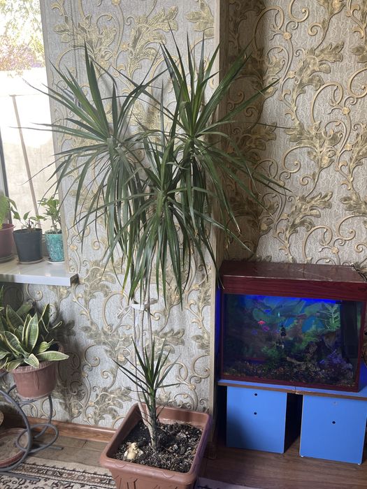 Продается цветы для офиса и дома квартир и т.д