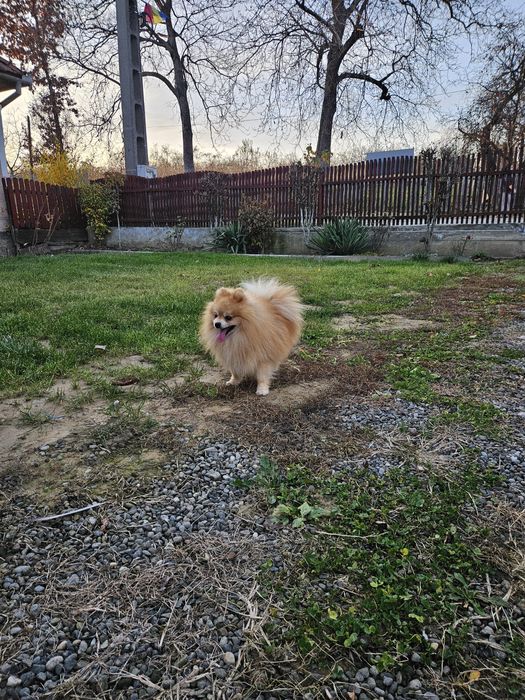 Pomeranian Mascul