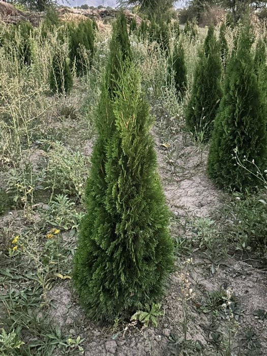 Туя смарагд от 1Саженцы туи дерево туя в Алматы