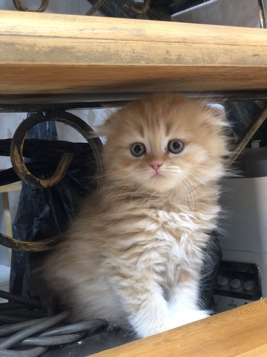 Продается котята sotilad mushu bolachalari