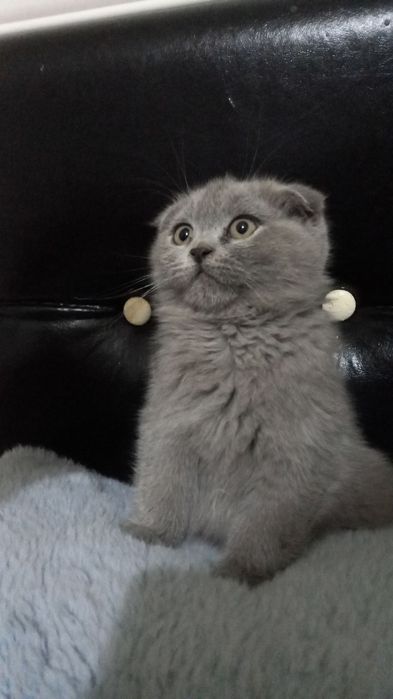 Продаётся котятя от правильный вязки