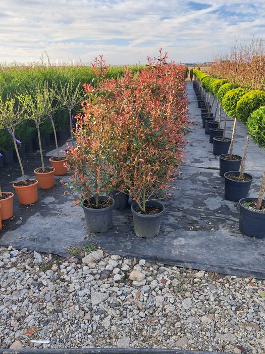 Tuia Leylandy Magnoli Platan Mesteacan etc