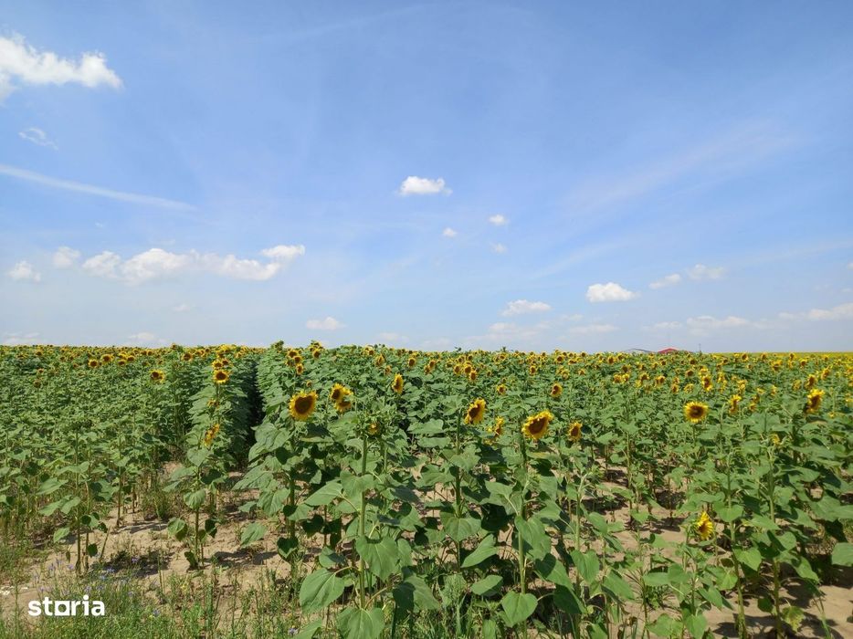 1 ha in spate la Frumoasa Villas