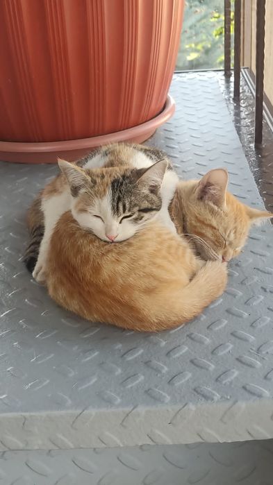 Отдам очаровательных котят