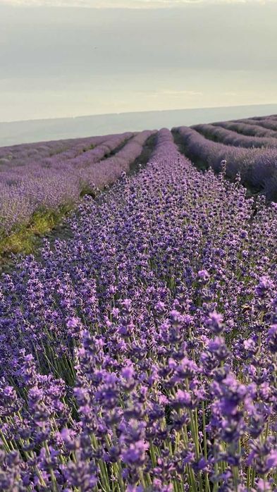 Lavanda  Sevtopolis cantitate mare