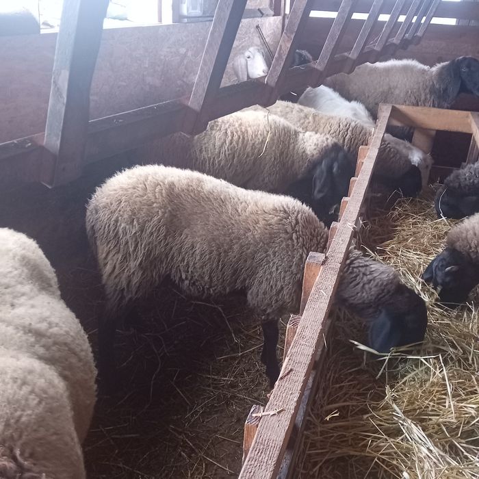 Mieluță bulgărească de vânzare