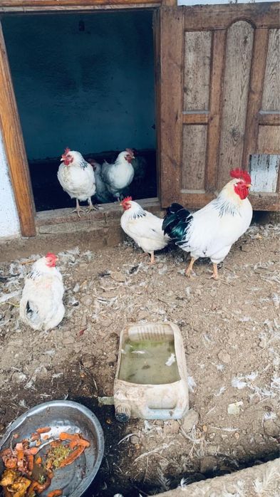 Продается 7 курица 1 петух Адлер порода