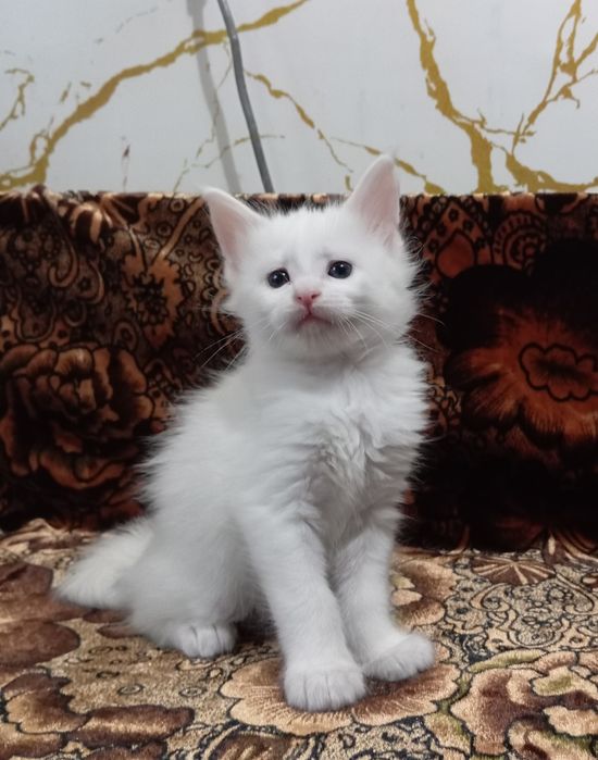 Котята породы Мейн Кун