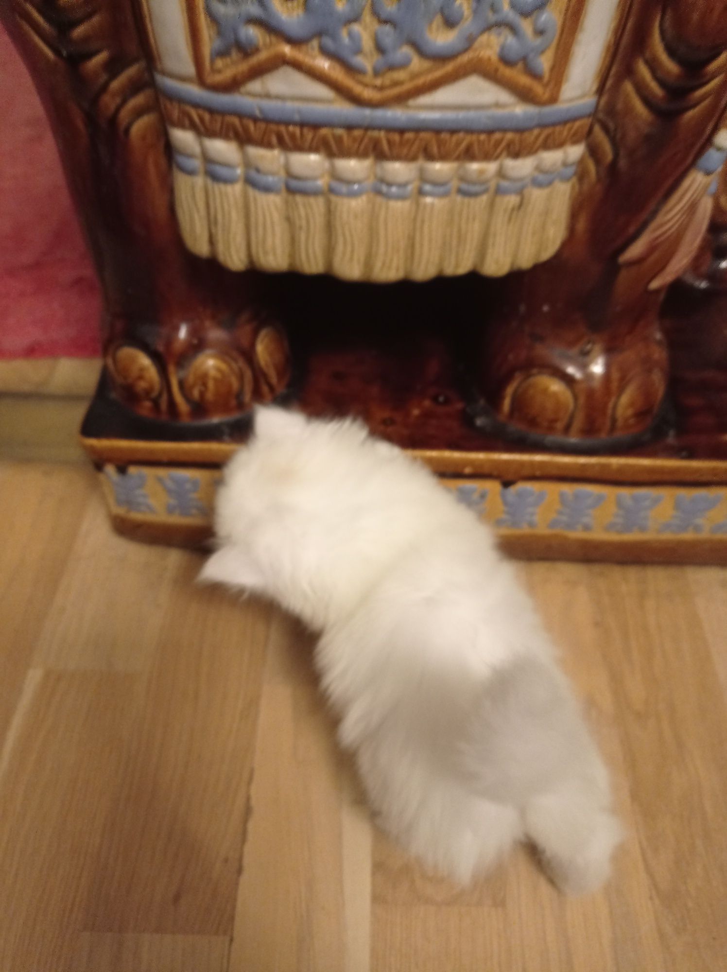 Персийско коте - бяло