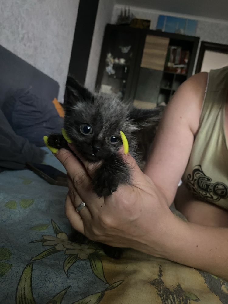 Продам трех чудесных котят