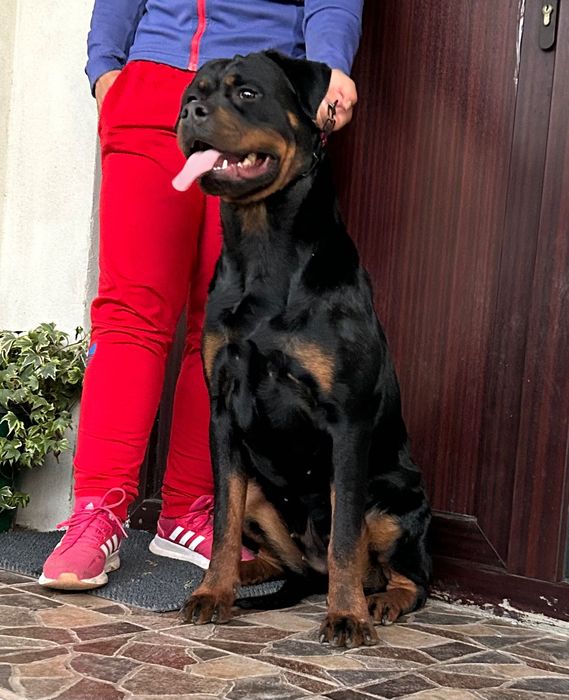 Femelă Rottweiler cu pedigree