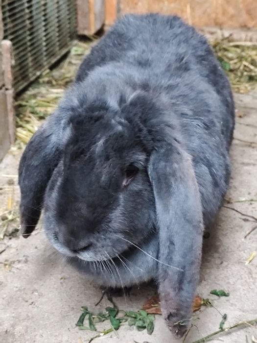 Berbec german uriaș