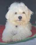 Bichon Frisé – Vaccinat, Deparazitat, Microcip & Pașaport (opțional)