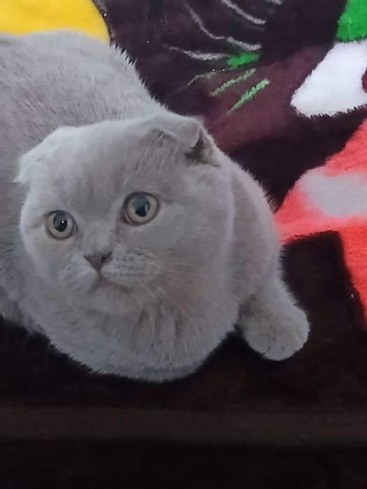 Mushuk sotiladi parodasi scotish fold