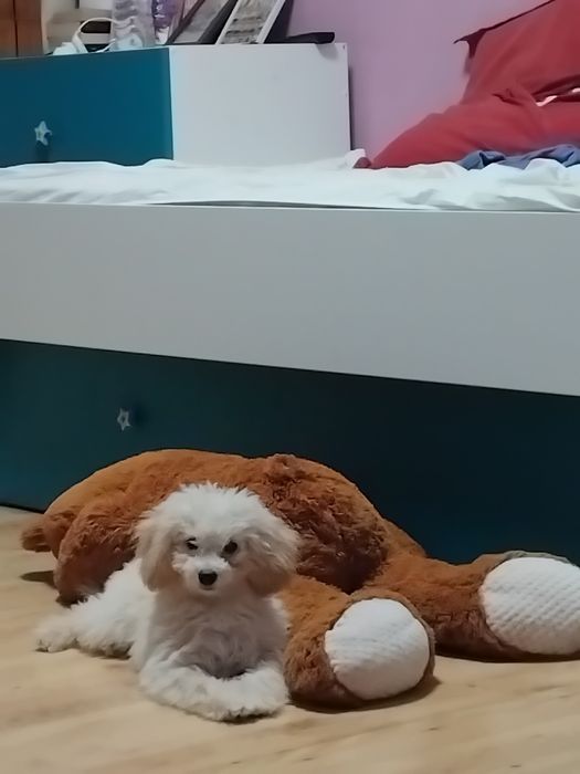 Той Пудел игрив и любвеобилен