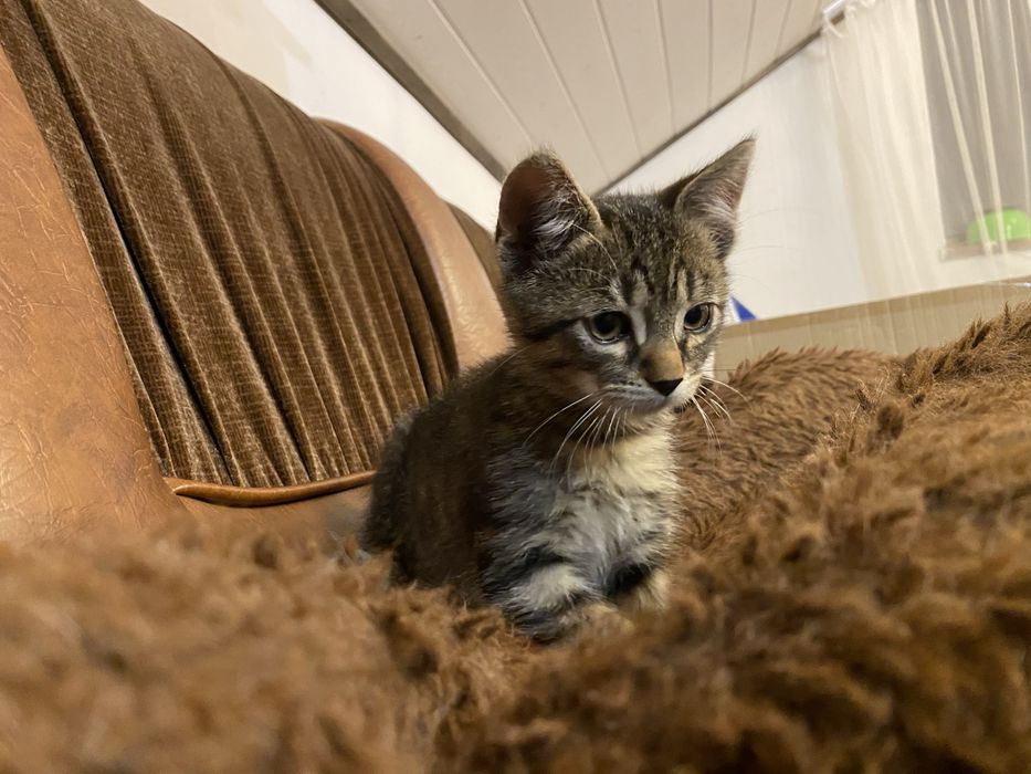 Spre adoptie pisoi  (motanel) 3luni