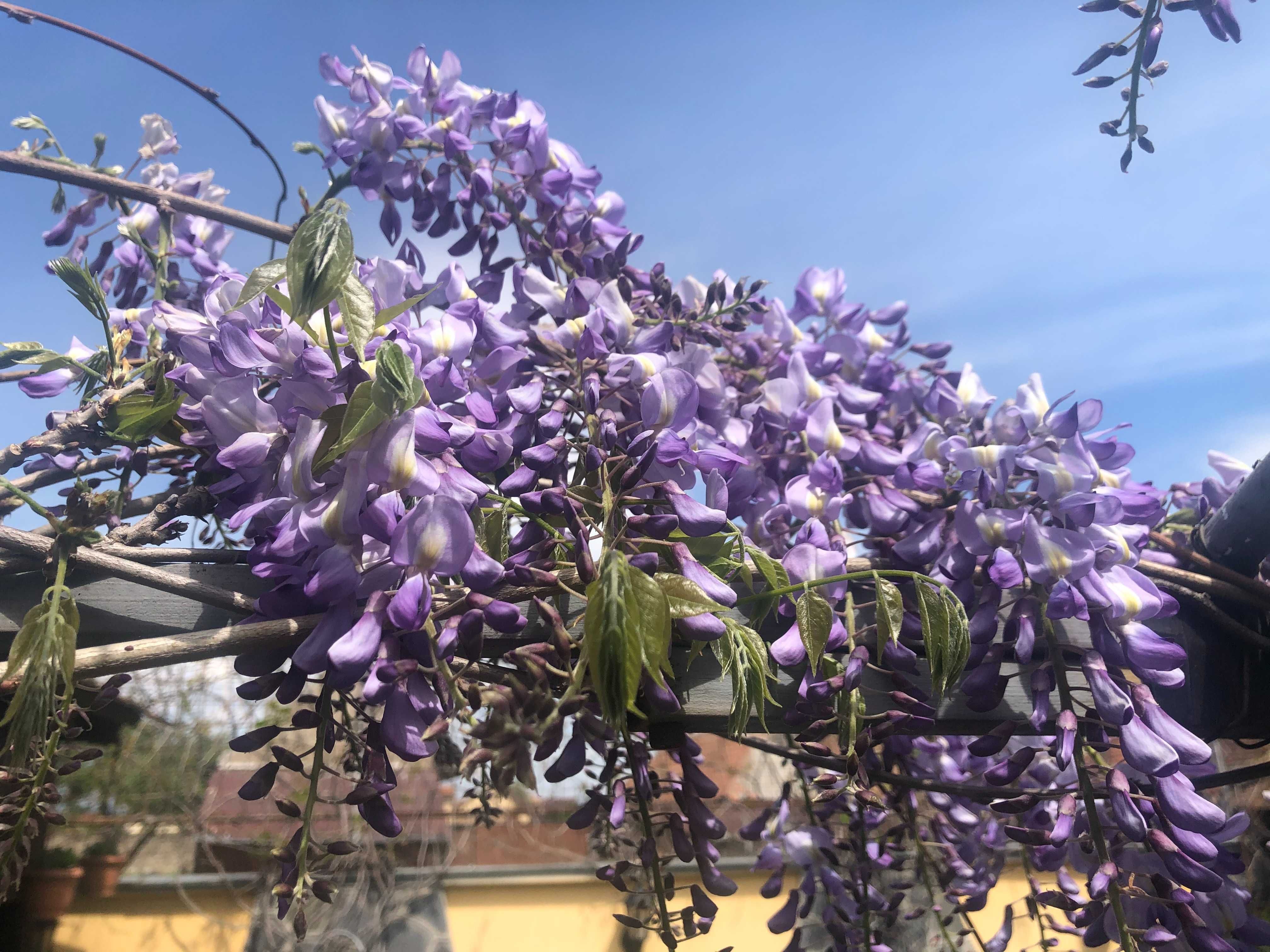 Seminte Glicină cu flori mov (Wisteria sinensis)