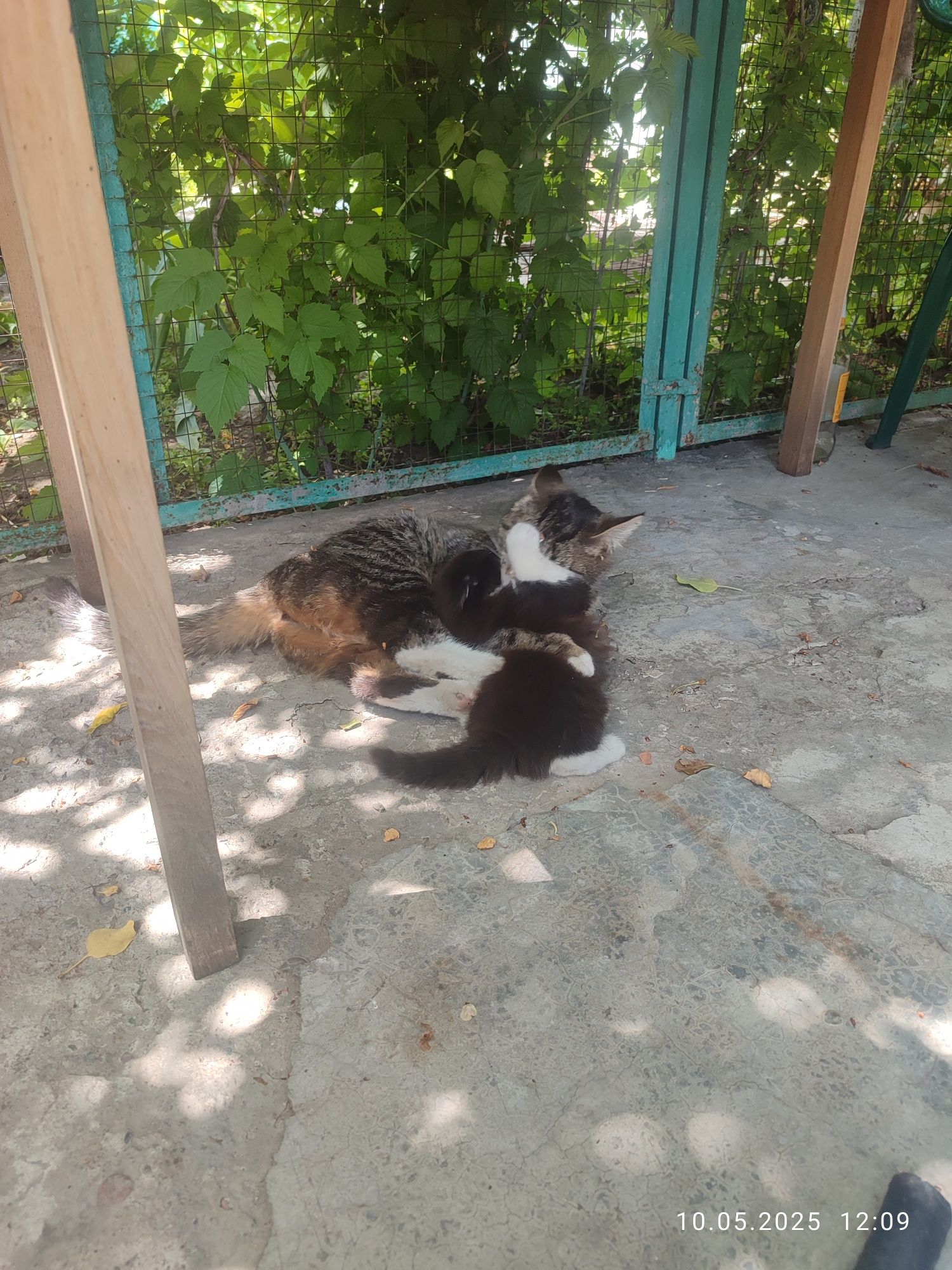 Отдам котенка девочку в хорошие руки.