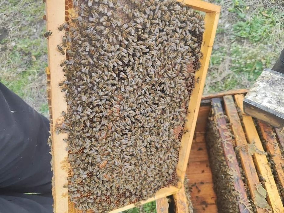 Продавам малки пчелни семейства отводки даданблат