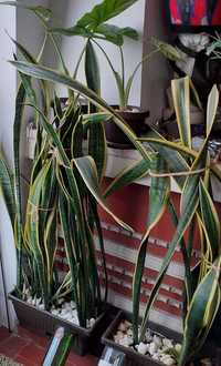 plante verzi, sansevieria trifasciata (limba soacrei)