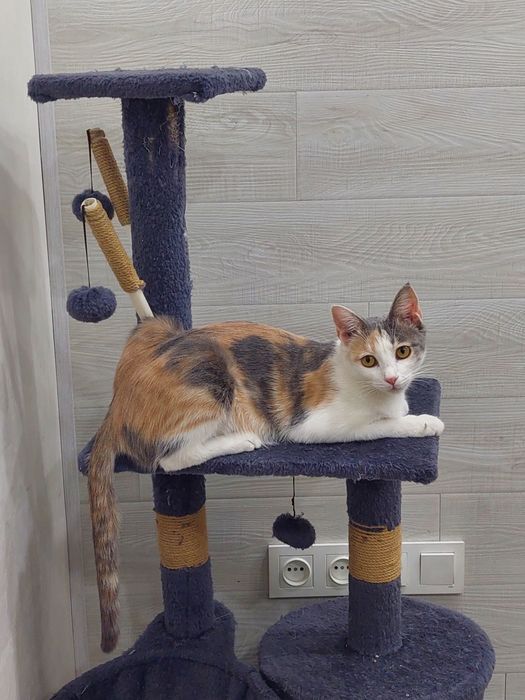 Кошка девочка трехцветная Ташкент