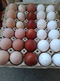 Домашни оплодени яйца