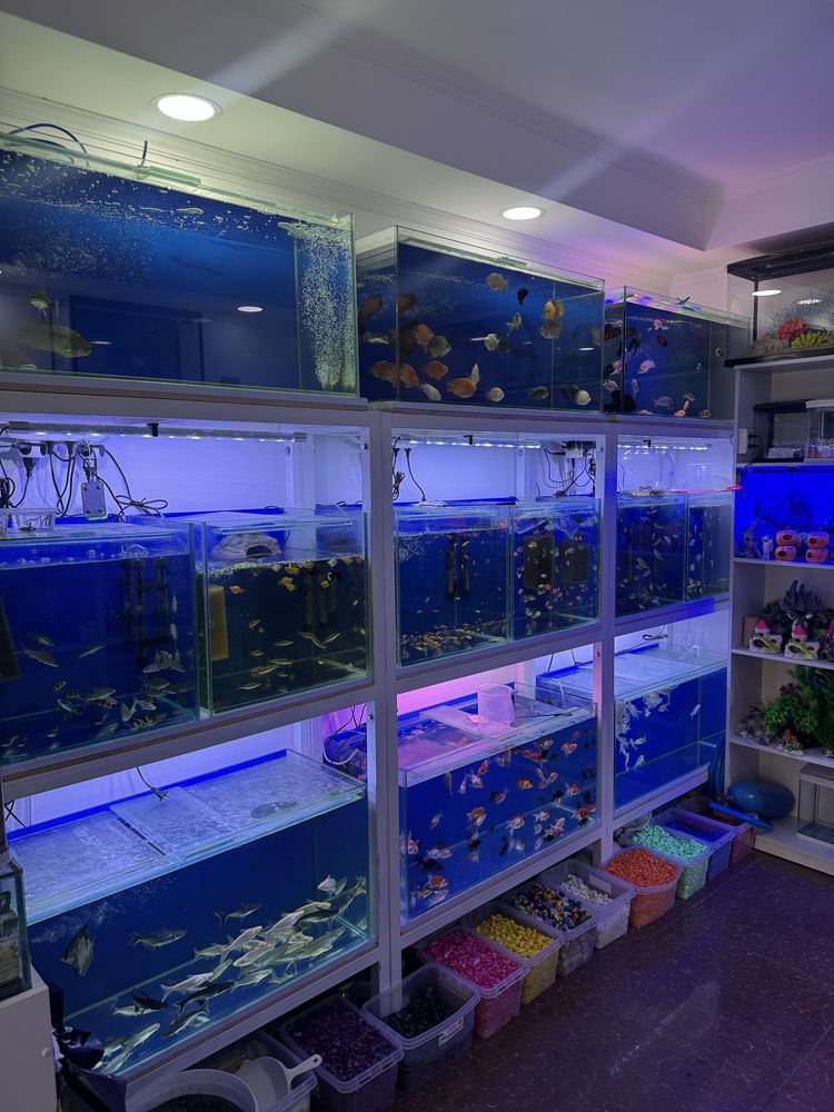 Akvarium magazin Mirobod va Sergili