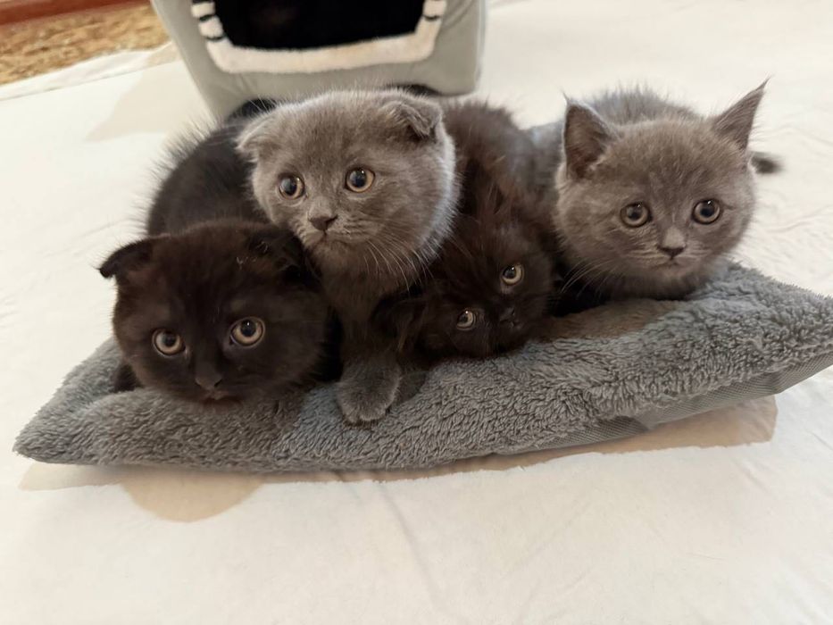 Scottish highland fold тоза пародалик мушукчалар сотилади