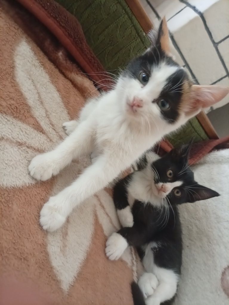 котенок отдаем бесплатно
