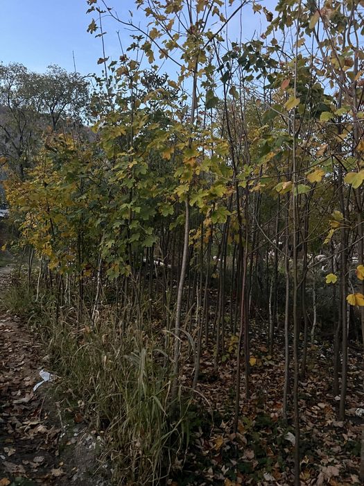 Copacii ornamentali orice specie de orice inaltime oriunde in tara