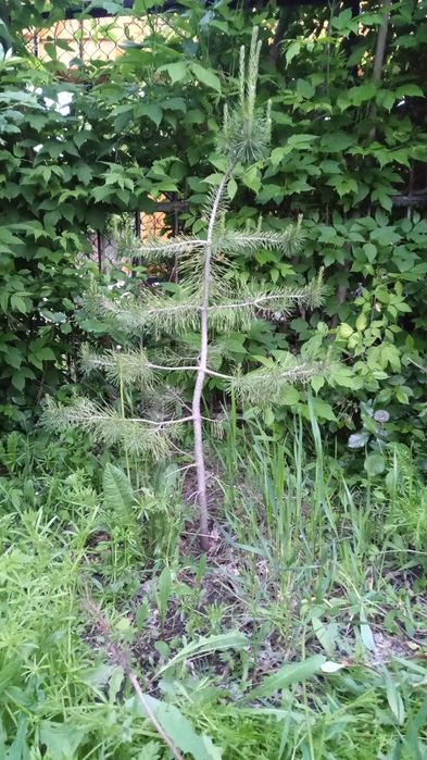 Сосна саженец продам