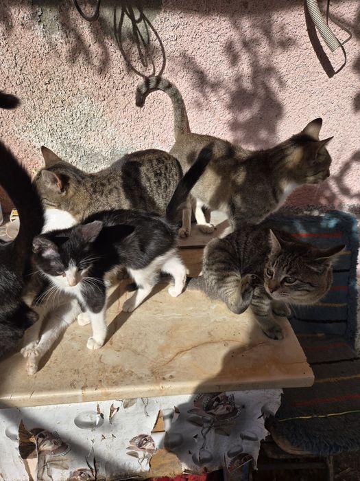 Ofer pisicuti spre adoptie