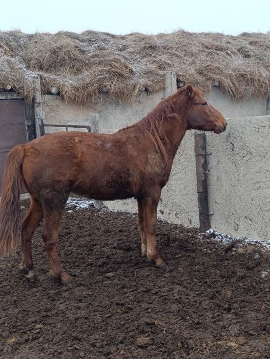 Соғымға байтал дар сатылады