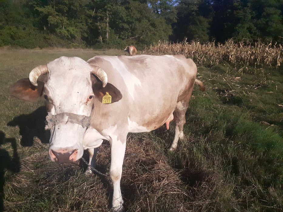 Vaca de lapte, gestanta