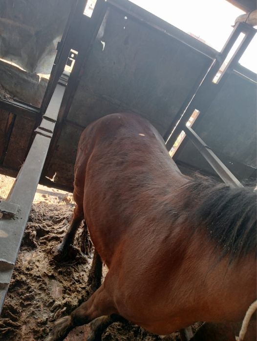 Согымга тай сатылады Шегилетин ат сатылады