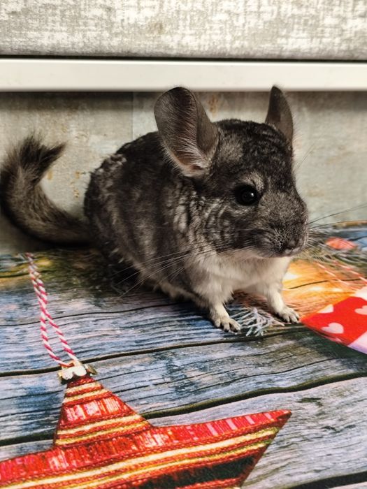 Chinchila șinșila tinere