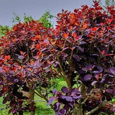 Cotinus royal purple