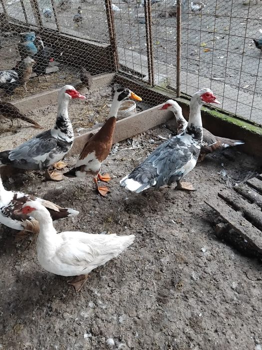 Vând rațe mute  tinere și mature