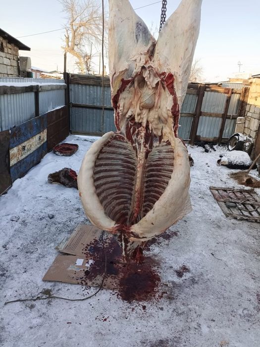 Продам согым конина