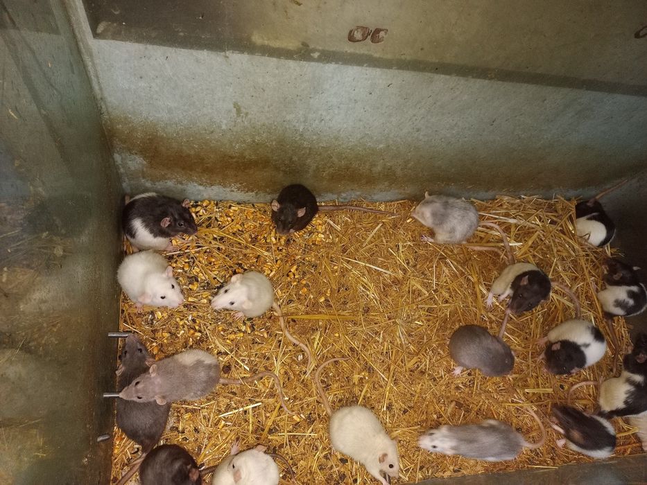 Șoricei laborator Constanța