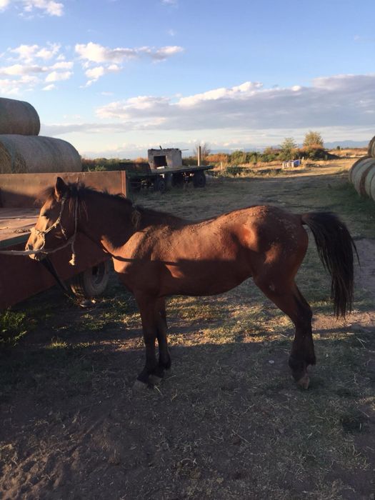 Продавам два коня