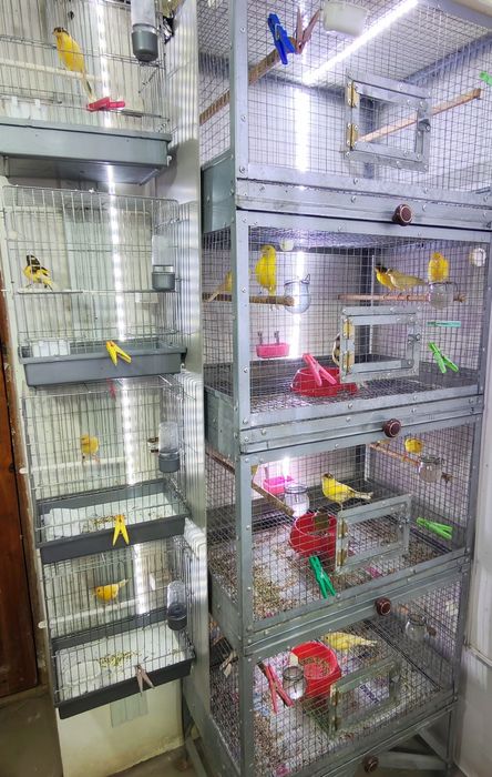 Канарейки самки самцы