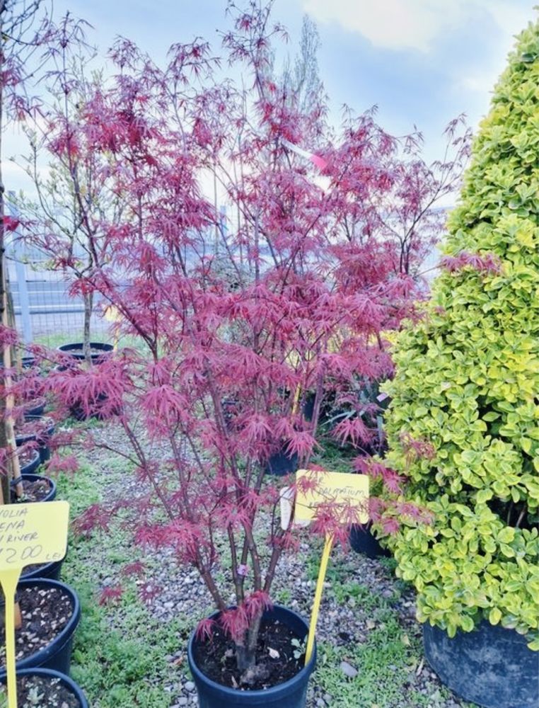 Artar japonez (acer palmatum)