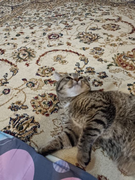 Отдам котёнка  в хорошие руки